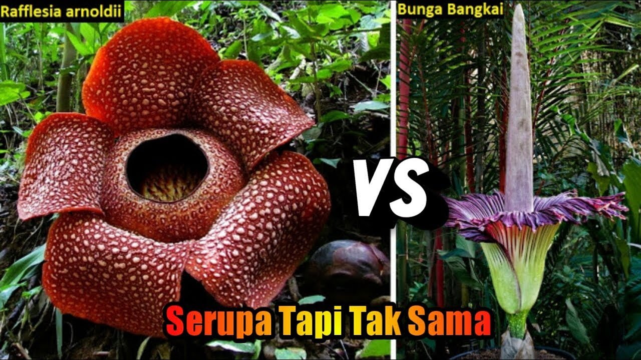 SERUPA TAPI TAK SAMA bunga  BANGKAI DAN Raflesia  arnoldi  