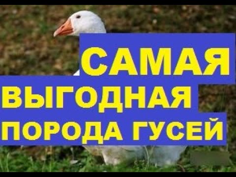 Каких гусей лучше разводить в домашних условиях