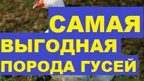 САМАЯ ВЫГОДНАЯ ПОРОДА ГУСЕЙ