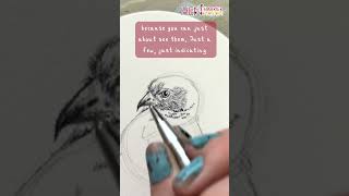 Draw A Hen Harrier In Biro With Me Part 24