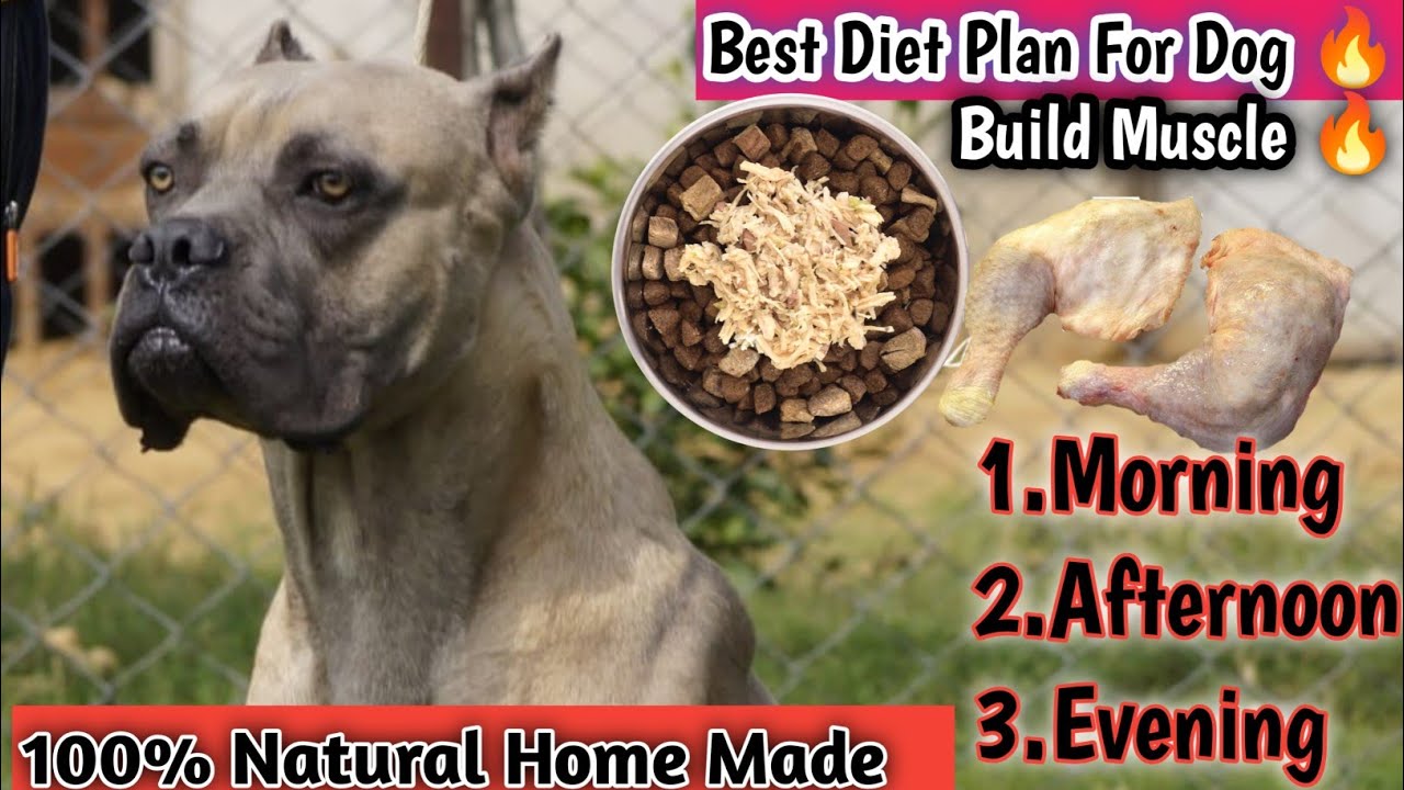 HOMEMADE+ HEALTHY DOG FOOD RECIPE | WINTER/SUMMER DOG FOOD FOR YOUR DOG ...
