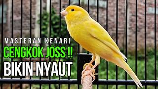 Terapi Kenari Macet Bunyi: Pancingan Kenari Gacor Ngerek Paling Ampuh & Respon Cepat!!