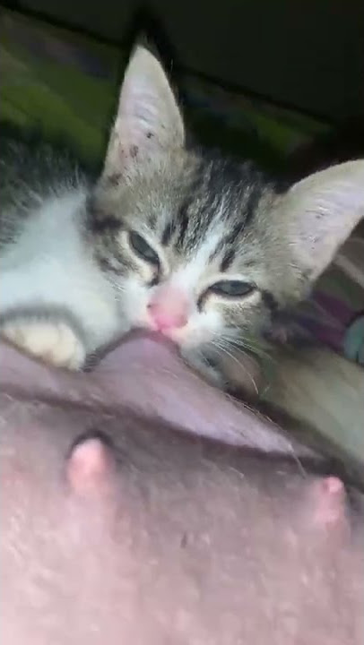 Gemes, Ibu Anjing Menyusui Anak Kucing Lucu Yang Malang