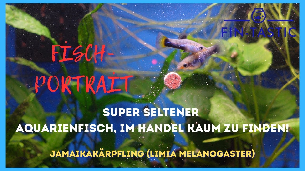 Ich Bin Total Begeistert Englisch Ich bin total begeistert von dieser tollen und sehr selten Fischart