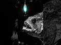How Scary is the deep sea ocean?