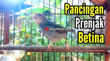 PRENJAK BETINA | Pancingan PRENJAK BETINA Gacor Menggoda Jantan, di jamin Auto nyahut Seketika |