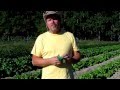 Growing Organic food - Greens - Kale - Peppers - Sweet Potatoes VIDEO 1