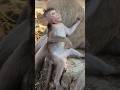 lovely baby monkey Avery attractive playful enjoy fruit #shorts #shortsfeed #viral #cute