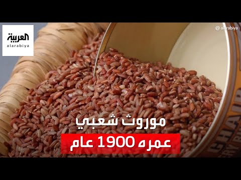 الأرز الحساوي موروث سعودي يتجاوز عمره 1900 عام