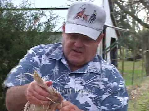 Claude Ouellette & Albert Rozas slaughter a turkey