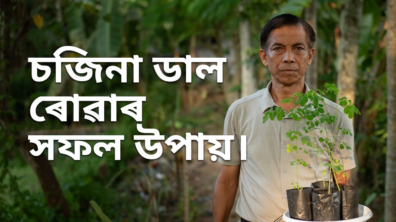 চজিনা ডাল ৰোৱাৰ এটা সফল উপায়। Grow Moringa Successfully from Stem Cuttings // Parijat Nursery Jorhat