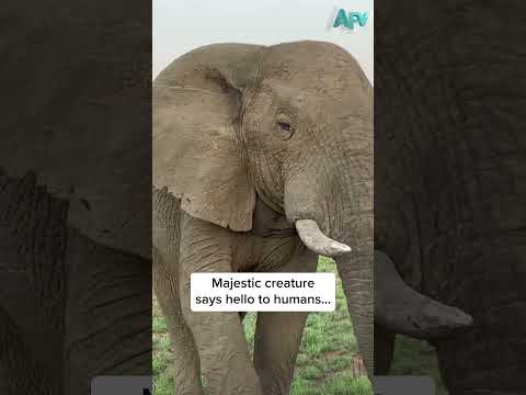 Nature is beautiful... it just doesn't always smell like it! 🤣 #afv #fail #animals