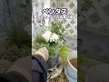 【園芸】夏の花で作る白系寄せ植え 〜ペンタスで涼しげに〜 #shorts #flowers