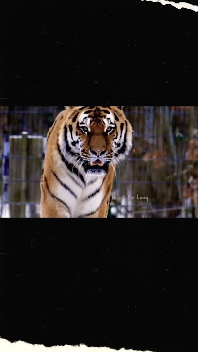 🥶 #harimau #shorts #music