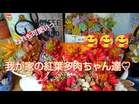 多肉植物 我が家の紅葉多肉ちゃん達 22年1月 Youtube