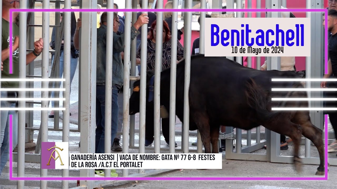 Benitachell 10 05 2024 Ganadería Asensi