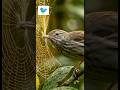 #funnyexpression #birds