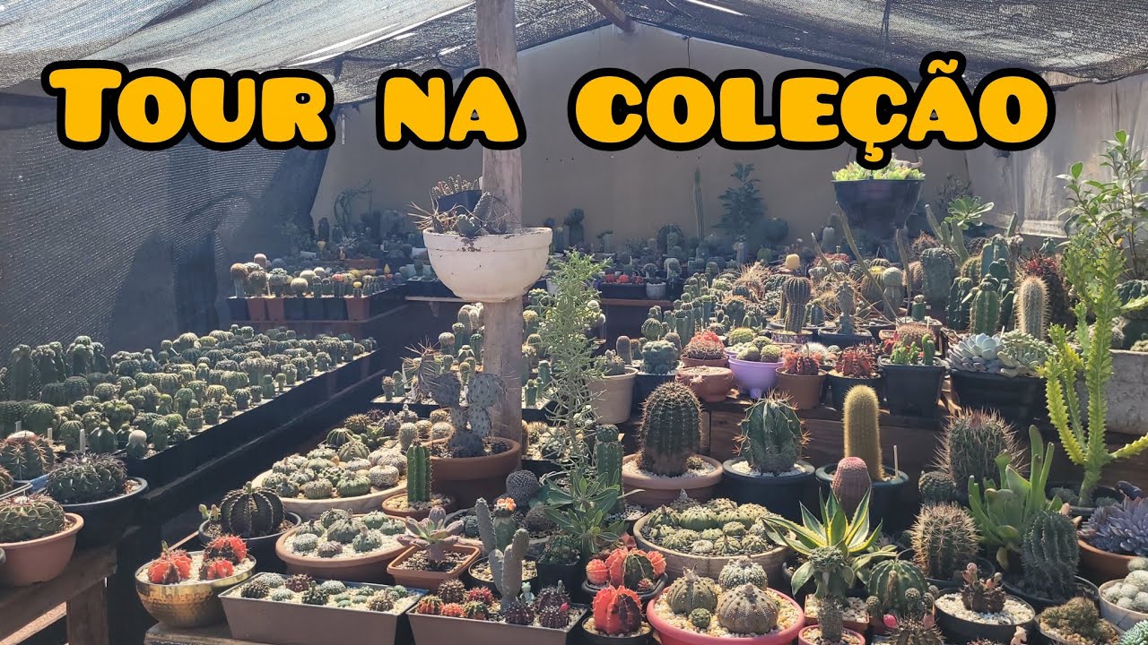 Tour na coleção, algumas mudanças flores. 