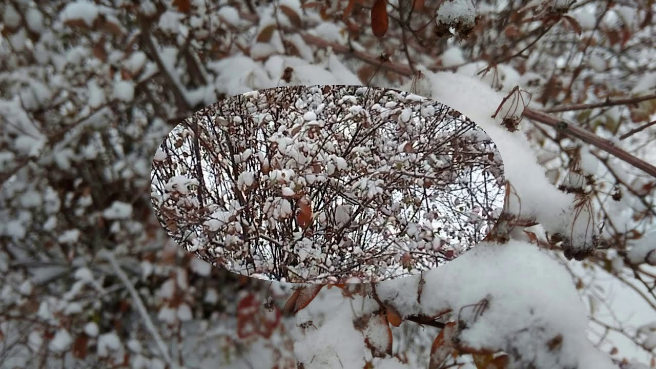 Наступила зима и выпал первый снег. Пришла зима выпал пушистый снег. 2010 Луганск снег. Луганск под снегом 31.03.23. Снегопад в Луганске фото.