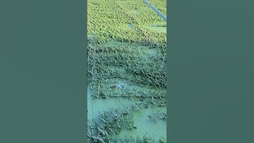 Câu cá sặc điệp bao phê #cauca #caucasac #fish #fishing