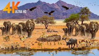 African Wildlife 4K: Beautiful African animals with natural relaxing music 🌿🌿🌿