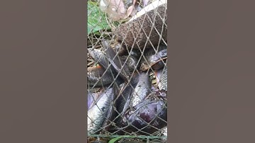 Mồi Đặt Cá Sặc Siêu Nhạy Đơn Giản, fish trap #shorts / Một Góc Miền Tây