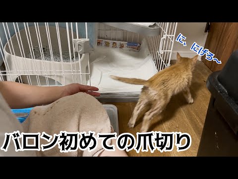 猫田さん - YouTube