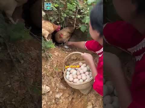 مزارع الدجاج في الصين 