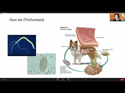 Video HỘI THẢO: 