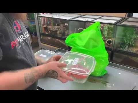 honduran milksnake breeders honduran milksnake breeders