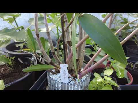Dendrobium delicatum: Neue Triebe richtig beurteilen