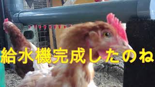 【給水機完成】鶏の給水機をDIY　free range poultry