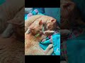 More sleeping cats to cure insomnia (#NFTs on #OpenSea) #shorts