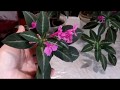 Руэллия Девоса (Ruellia devosiana) , а вы знаете такое комнатное растение?