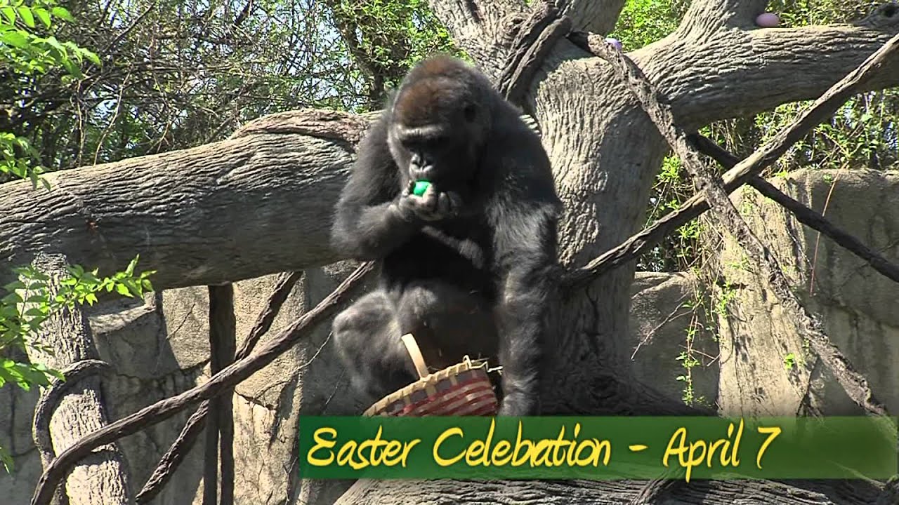 ⁣Easter Celebration 2012 - Cincinnati Zoo