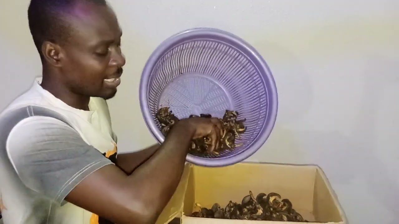 Dried Snail Sales