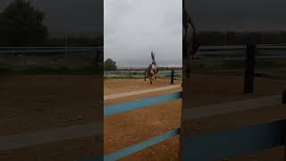 Apache's acrobatics #shorts YG Equestrian apaloosa rearing spin young horse too much energy