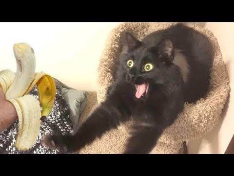 Black cats are the best cat that will make you laugh uncontrollably😹