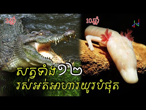 តើមូលហេតុអ្វី ដែលសត្វទាំង១២នេះ អាចរស់ដោយគ្មានអាហារបានយូរខ្លាំង? - 12 Longest Without Food