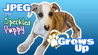 JPEG the Speckled Puppy Grows Up  Cute, Adorable Whippet (Sighthound, Greyhound)