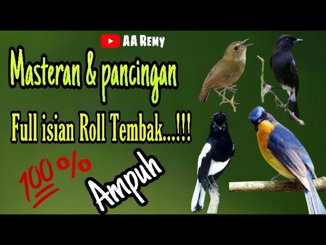 MASTERAN / PANCINGAN full isian tembakan || Tledekan, kacer, SRDC, jongkangan, Decu dll class=