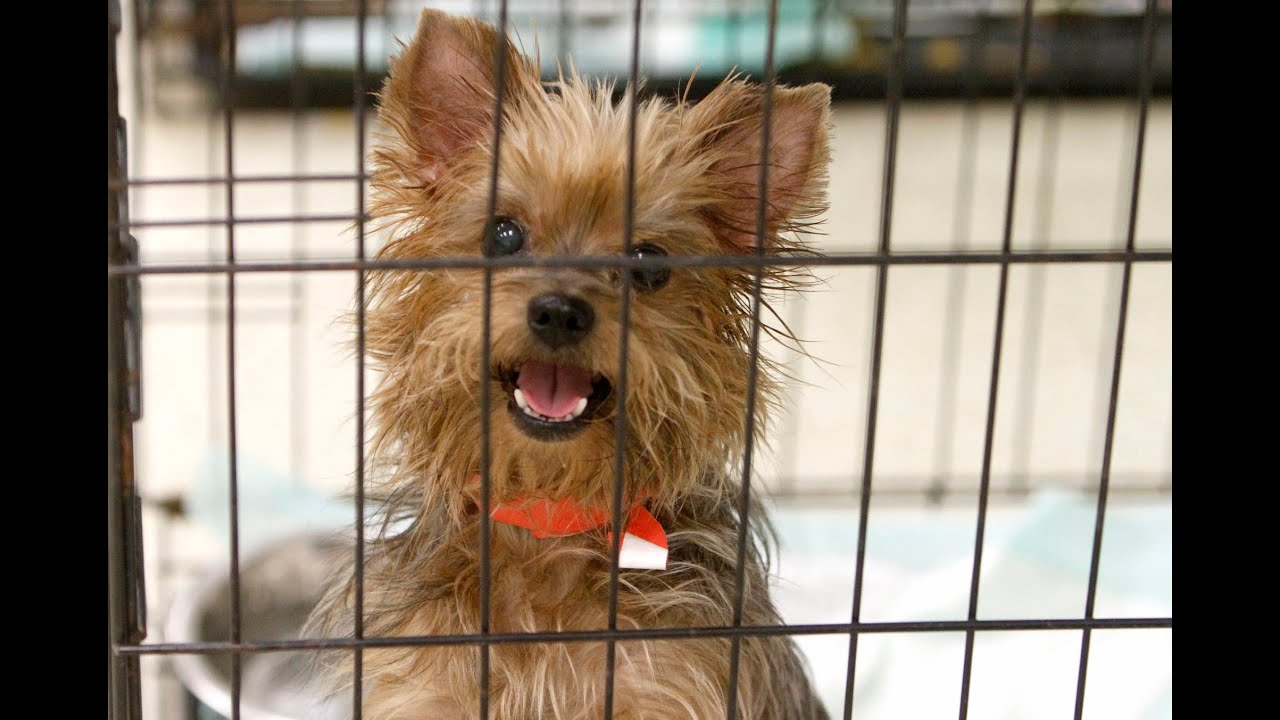HSSM Holds Adoption For Rescued Yorkshire Terriers YouTube HSSM Holds Adoption For Rescued Yorkshire Terriers YouTube