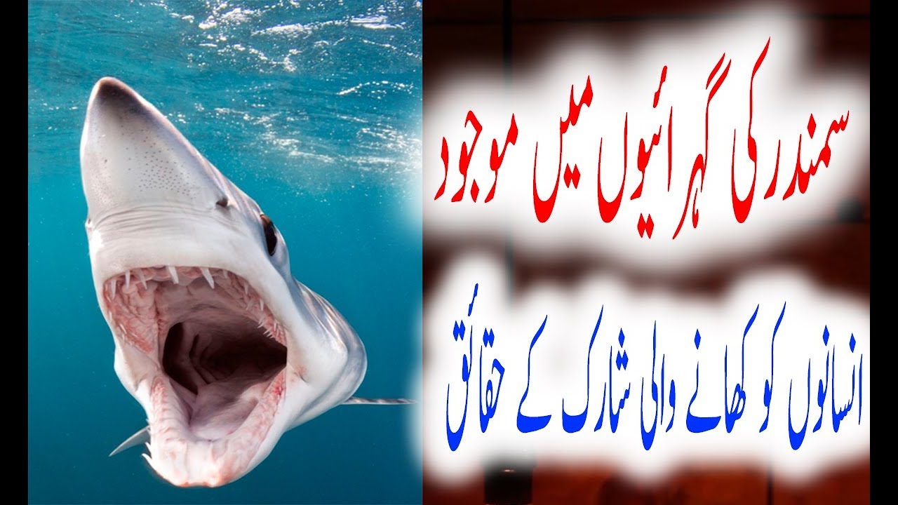 short essay on shark in urdu