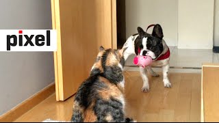 French Bulldog Desperately Tries to Play with Unamused Cat (short version) by Pixel 8,371 views 8 years ago 40 seconds