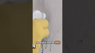 Black Mold - How we get rid of mold in under 3 min! (Mold Testing Potomac MD)
