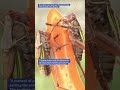 [Incredible Insect Archives] The Bush Cricket:The Gourmet in the Meadow #4k #insects #asmr #insect