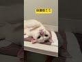 保護猫ミミ 写真集1