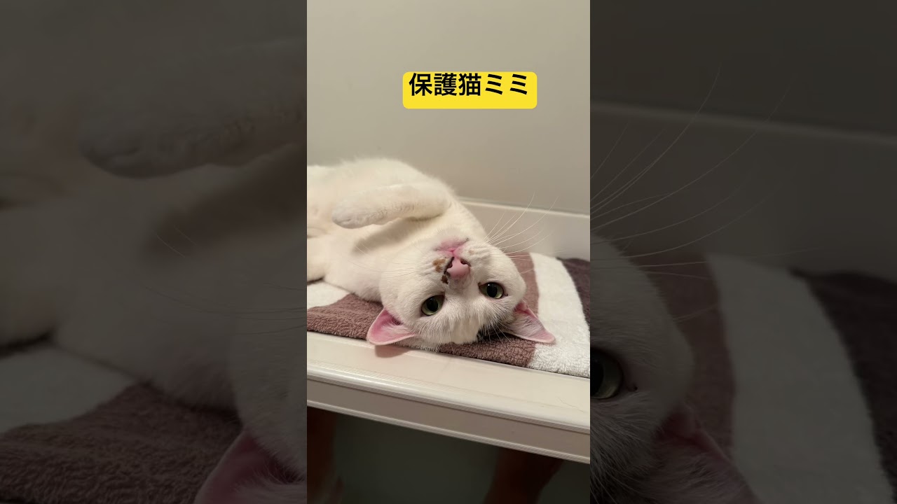 保護猫ミミ 写真集1