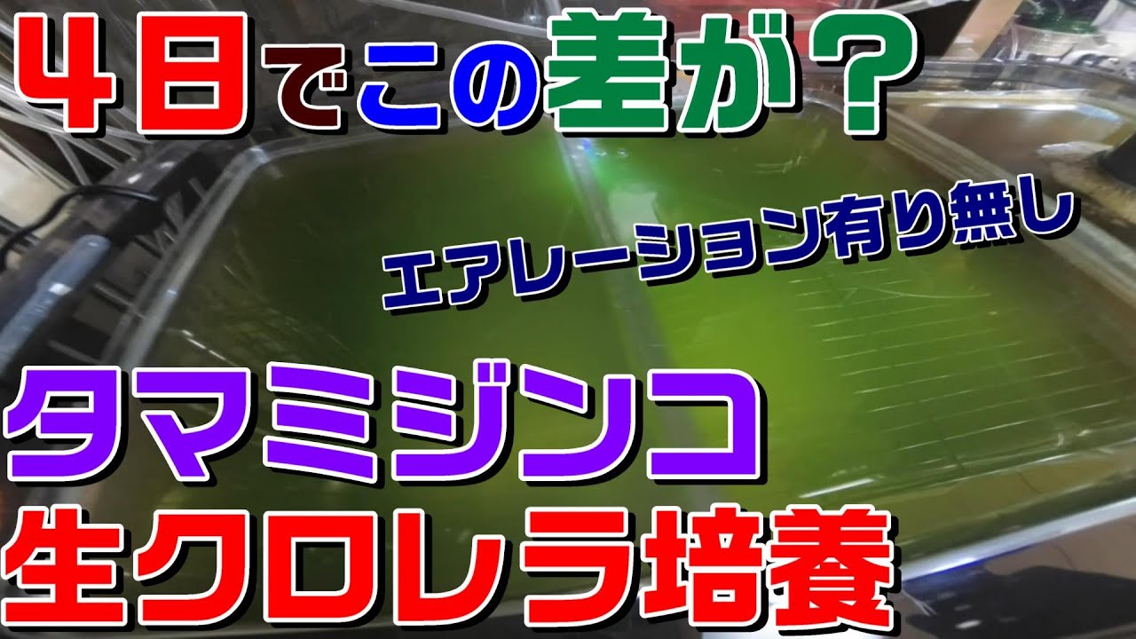 ミジンコの育て方】4日でこの差？エアレーションが要らないのがほぼ