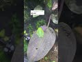 本物!?このカエルの人形がリアル過ぎたw